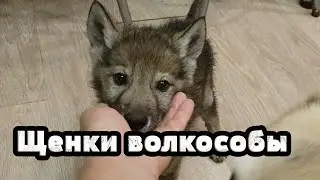 Вакцинация щенков волкособов. Гибриды волка и собаки.