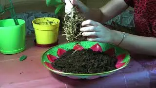 Комнатный лимон Лаймкват ★ ШОК что в горшке у лимона? Пересадка лимона
