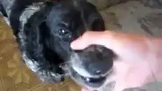 Уникальное видео!!! Собака - диджей!!!   Unique video! Dog - DJ!