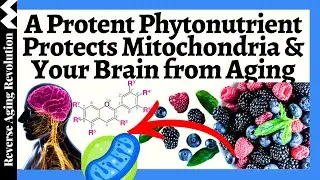 The NO.1 Phytonutrient??  Protects CELLS & BRAIN, Shows Amazing Benefits In HUMAN Trials!