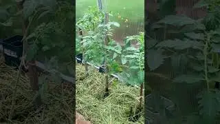 МУЛЬЧИРОВАНИЕ ТОМАТОВ  В ТЕПЛИЦЕ 