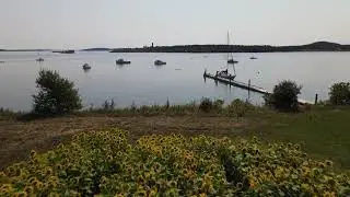 Perry, Maine - Gleason's Cove Sunflowers by the bay.