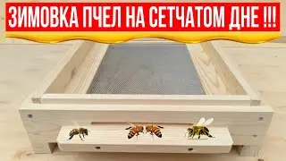 ЗИМОВКА ПЧЕЛ НА СЕТЧАТОМ ДНЕ!!!