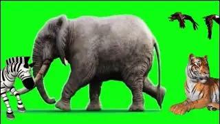Wild life stampede green screen copyright free #greenscreen #stampede #animal