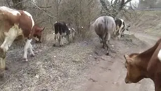 Стыдно ли просить?Идем на водопой и пастбище!
