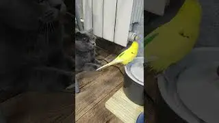 попугай поилка кошка