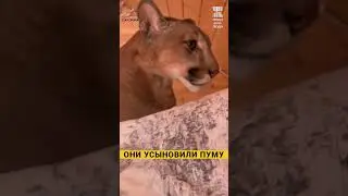 Пума и человек #животные