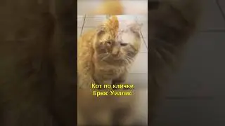 🐈Забрала Самого Грустного Кота Из Приюта👏🏼