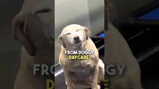 This doggo couldn't stop smiling 🥹