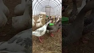 Не перекричать🙃