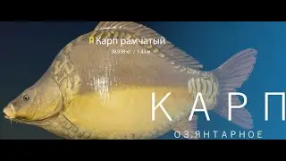 🐠Russian Fishing 4 /Русская рыбалка 4 ▶🐟  о. Янтарное Карп)))🐟