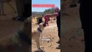 АЛАБАЙ спас всю стаю от ВОЛКОВ 😳🐺🛡️