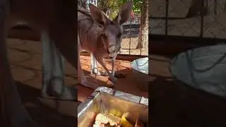 Как подружиться с Кенгуру
