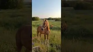 #башкортостан #лошади#shortvideo