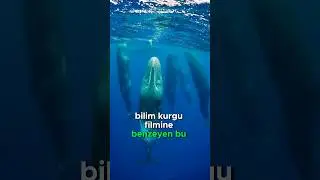 Bu Balinanın Gizemli Uykusu!  🐳💤❓😱