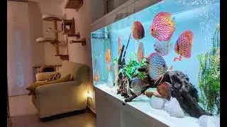 Top 5 Best Home Aquarium for Discus | Unbelievable Discus Tank