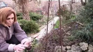 Бадан.  Посадка.