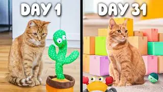I Bought My Cat a New Toy Everyday for 31 Days