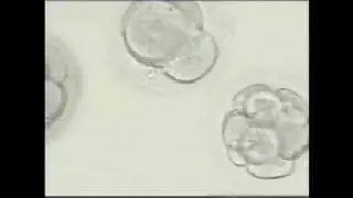 Embryo lab Incubator