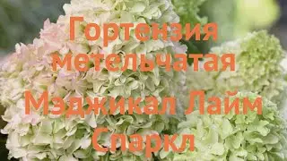 Гортензия метельчатая Мэджикал Лайм Спаркл 🌿 обзор: как сажать, саженцы гортензии