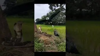 Raven Mouse Snake And Frog Eagle #shorts #shortsviral #eagle