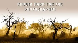 Wildlife photography in Kruger National Park - How to take the winnings shots