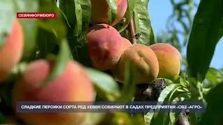 На предприятии «СВЗ «Агро» в самом разгаре уборка сладких персиков