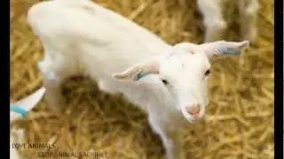 SCTA Presents- Animals Rights-India, #Animal Sacrifices