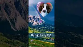 Fly high Buzzy Boy 🌈 7 years of fun & mischief.... 2011-2018: 