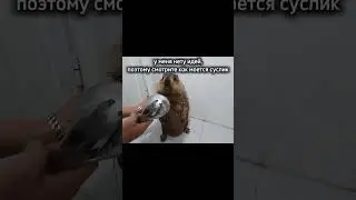 как моется суслик #хочуврек