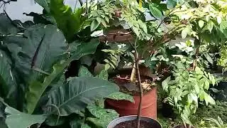 RAHASIA Menyuburkan Tanah di Pot tanpa Pupuk Kimia