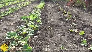 Когда лучше садить клубнику?
