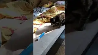 кошка соня против зубной счетки