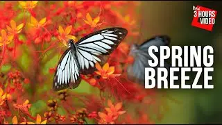 Morning Music With Piano For Positive Energy & Vibes for Study, Work Relaxation [Spring Breeze]
