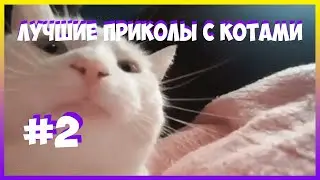 Лютые мемы с котами. ЕНОТ ИМПОСТЕР. смешные мемы