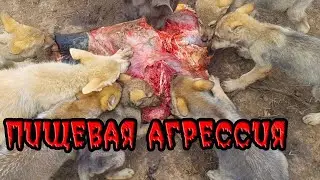 Пищевая агрессия у волков и собак. Воспитание щенков, волчат