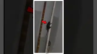 Забавный эксперимент (2chaplin/IG)