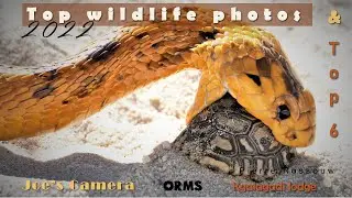 Top wildlife photographers 2022 Kgalagadi Africa