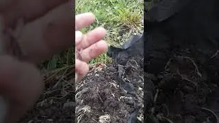 Ловля черноголвых щеглов,охота,Щегол,чижик,репел,чечетка,чир чир,чар чар,пение птиц!