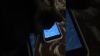 Киса ловит вирт 😂