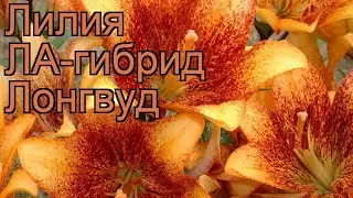 Лилия ла-гибрид Лонгвуд (lilium la-hybrids longwood) 🌿 обзор: как сажать, луковицы лилии Лонгвуд
