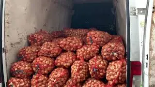 Продам лук на перо ШТУТГАРТ качество 100%