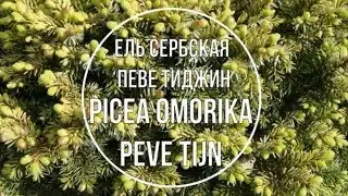 Ель сербская Певе Тиджин (Picea omorika Peve Tijn) Краткое описание сорта.