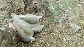 Partridge hunting Keklik avi Охота кеклики Chukar avi Шикори кабк Keklik sesi شکار کبک Kabk shikar