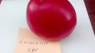 Томат Йошкин кот