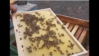 Когда надо ставить рамки с вощиной, не упустите этот момент!