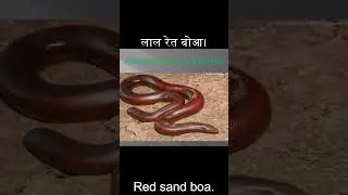 Red Sand Boa Snake and Indian Smooth Snake: Educational Wildlife Short  #snake #redsandboa #smooth
