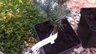 Picea pungens Bialobok (Ель колючая Биалобок) приехала из Польши