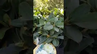 РОДОДЕНДРОН , АЗАЛИЯ 