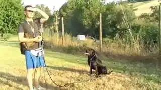 Labrador  addestramento in acqua